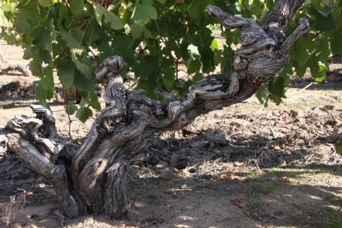 1847 Shiraz 1