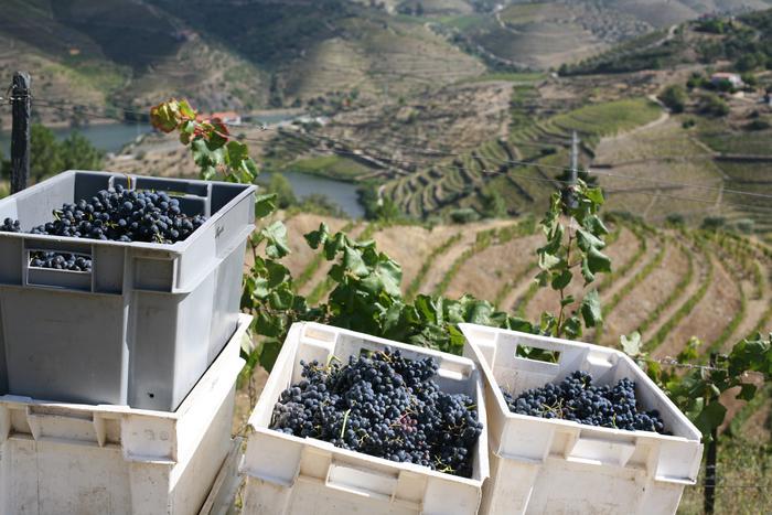 2014-Quinta-de-Napoles vintage pic