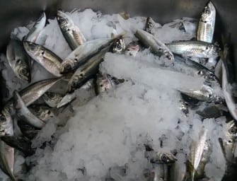 Rei dos Leitões e peixe?