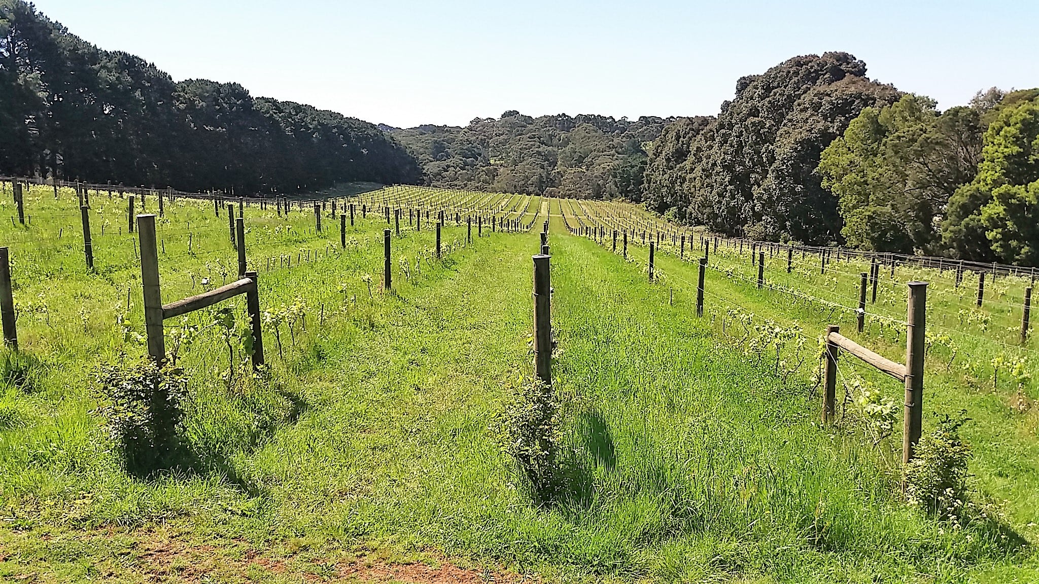 Avani Syrah