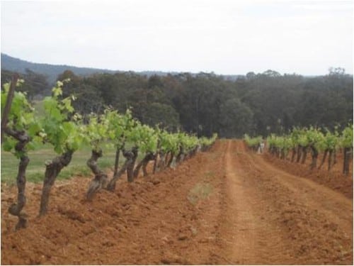 4 acres vineyard