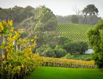 First taste, the finished article: Cullen Diana Madeline 2011 (Margaret River)