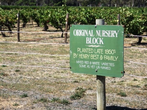 The world's oldest known Pinot Meunier and Pinot Noir reside here 