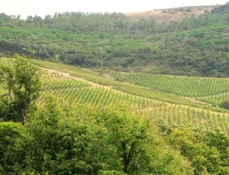 Portugal 2015 Vintage Report: Lisboa, Tejo, Peninsula de Setubal
