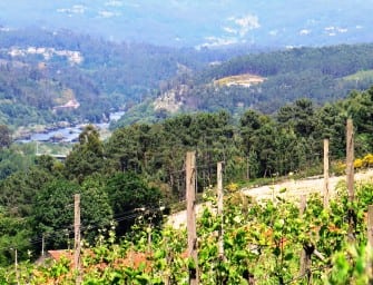 Portugal 2015 Vintage Report: Vinho Verde