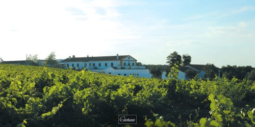 cartuxa