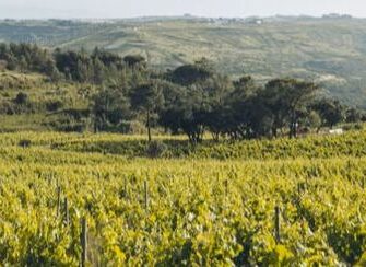 August Wines of the Month: Grosset Polish Hill Riesling 2020 & Ramilo Vinhas Velhas Tinto 2017