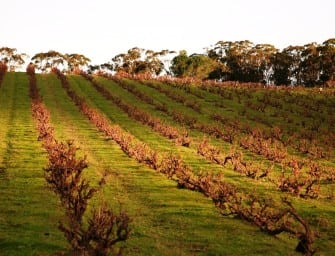Clarendon Hills: Cru, 1er Cru & Grand Cru Grenache