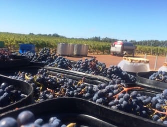 Margaret River: 2014 vintage reports