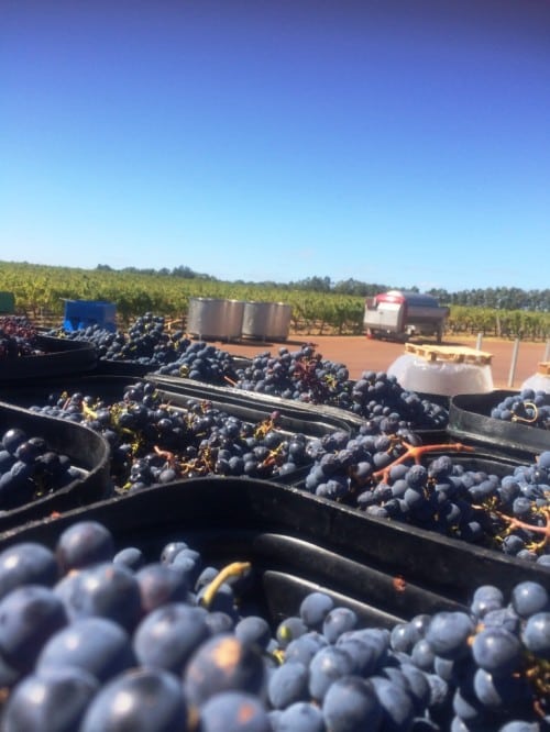 In the queue - red grape harvest at Cullen