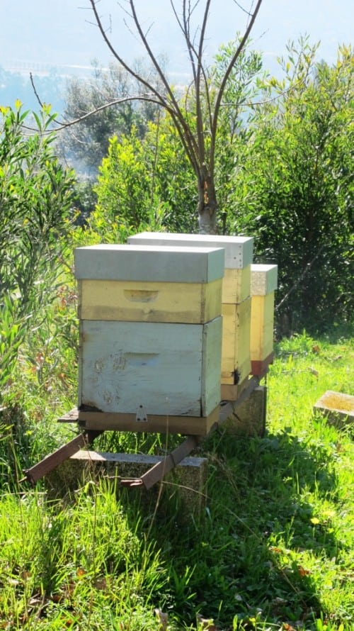 Worker bees for better pollination and honey