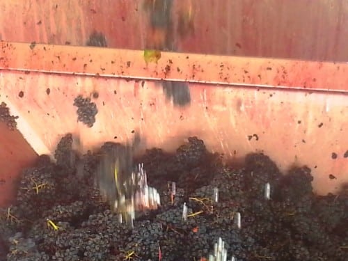 Raining grapes!