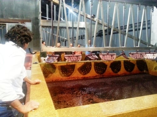 Foot-treading & robotic-treading at Sandeman Quinta do Seixo