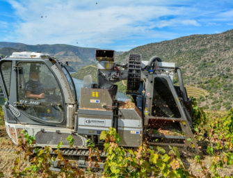 Symington Douro Vintage Report 2019: harvest by hand & machine