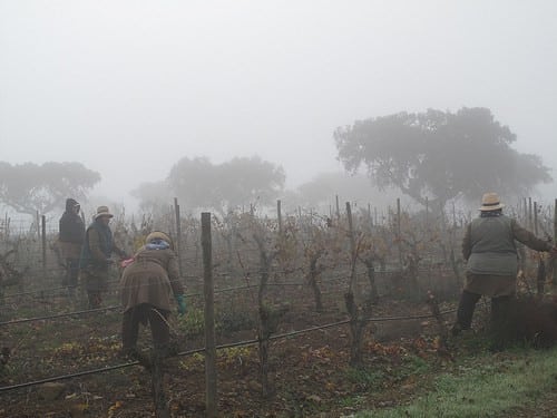 Winter pruning at Esporoa