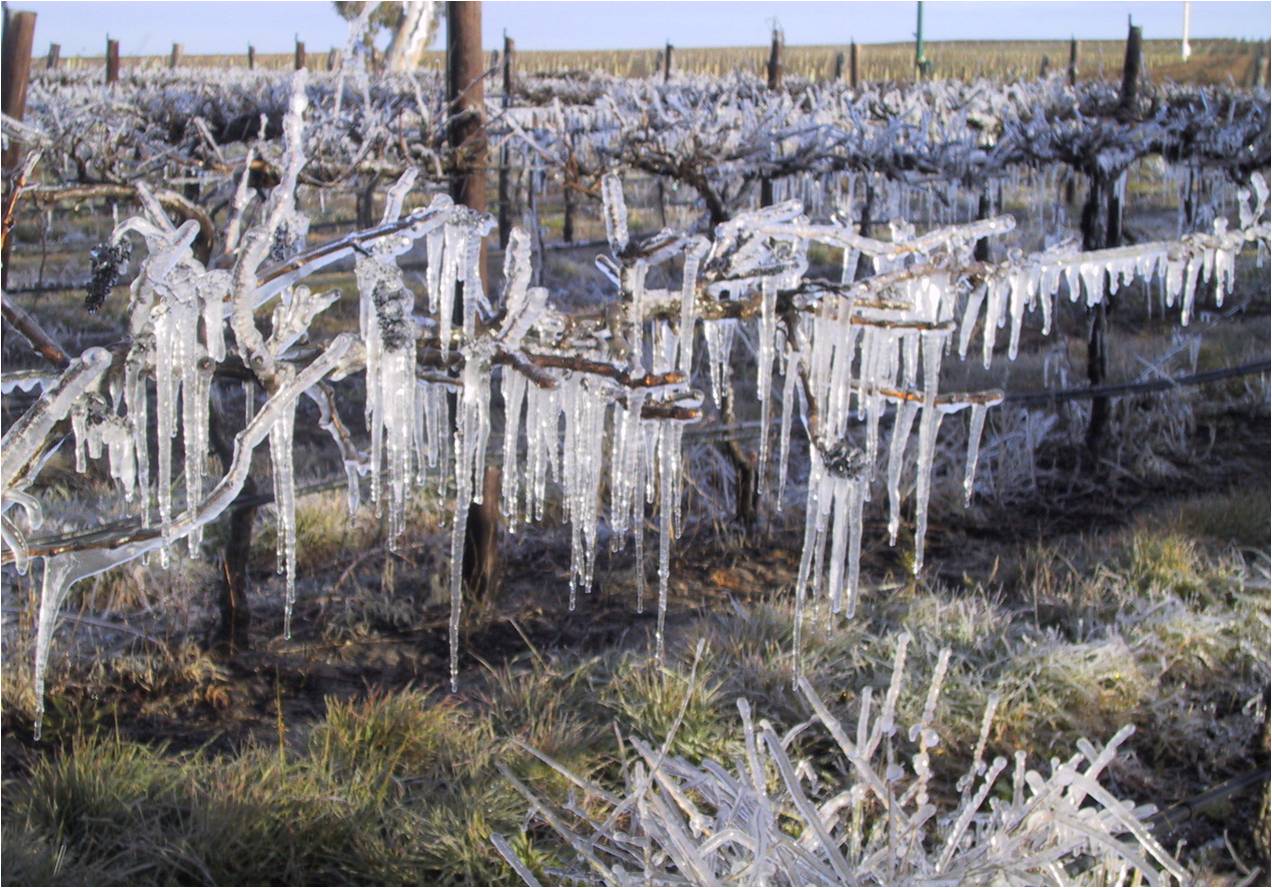 frost