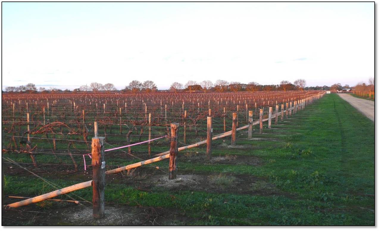 Harold vineyard