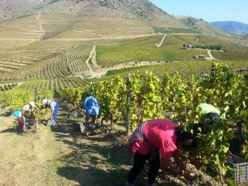 Harvest at Quinta de Leda, 2014