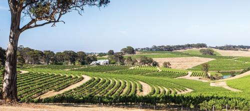 new wave McLaren Vale Grenache