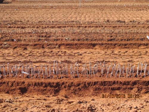 11 mothervines produced around 3000 cuttings - a year on being planted at Merbein