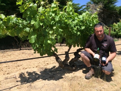Marco Cirillo with old vine 1850s Semillon
