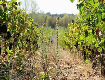 An unmissable vintage: 2015 Bairrada Baga, plus other news