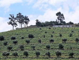 Sogevinus: Burmester & Kopke Vintage Port 2017 releases
