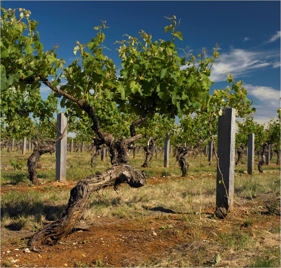 Wynns' oldest Cabernet - Johnson's Block - Photo credit: Wynns