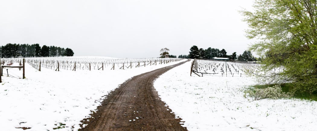 Lark+Hill+Vineyard-+Snow+Panorama