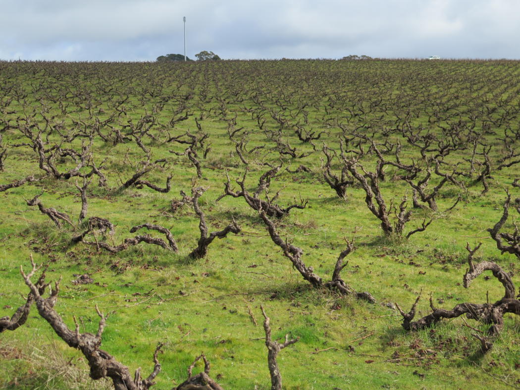 MCLAREN VALE DAY 2 VISITS 013
