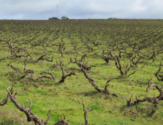 Blewitt away: my benchmark International Grenache Day wine