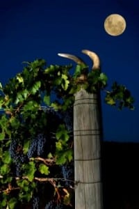 Cullen Diana Madeline Cabernet block - photo by Frances Andrijich