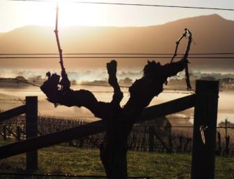 Black pepper madam: Mount Langi Ghiran Shiraz – the rotundone factor