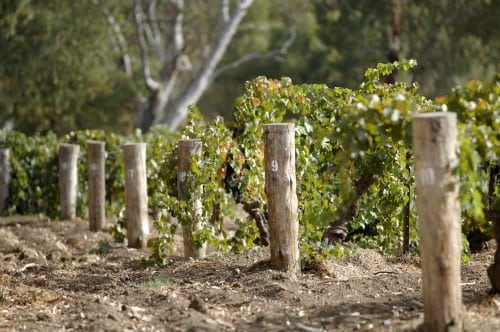 Orphan Bank Vineyard