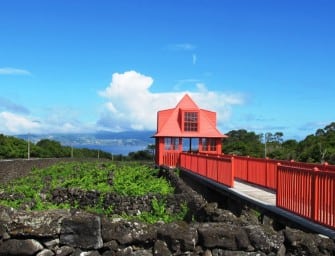 Portugal 2015 Vintage Report: island wines – Madeira, the Azores