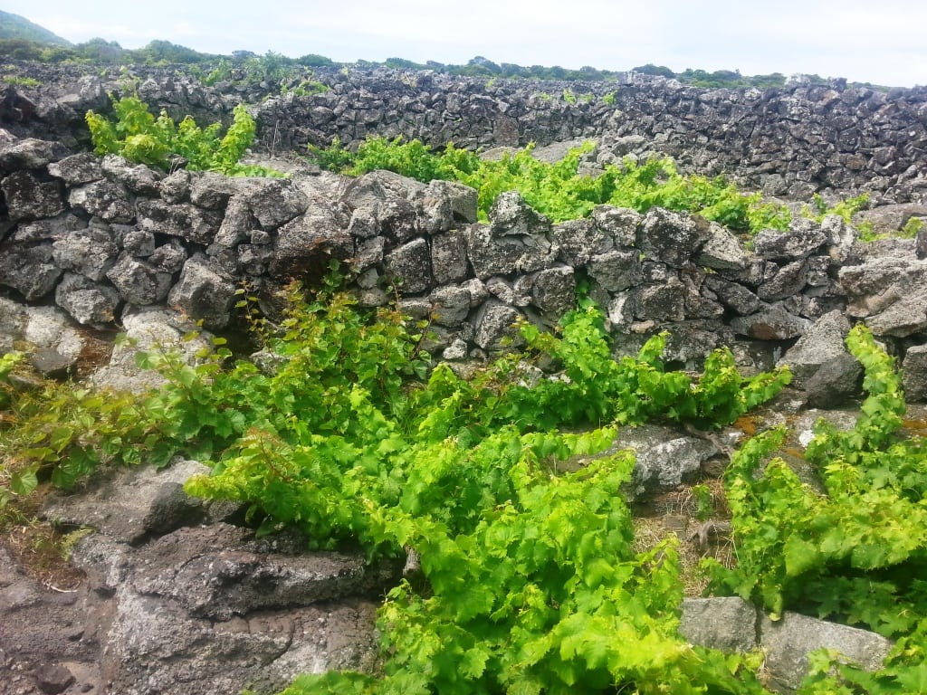 pico 170