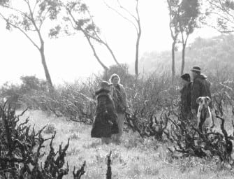 Do old vines make better wines? Australia under the microscope