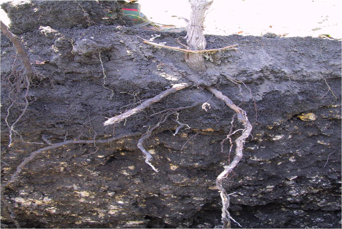 rendzina soils