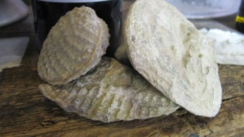 vale_da_capucha_vineyard_fossils