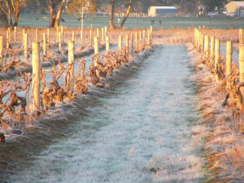 vineyardP1040592