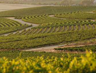 Clare Valley: 2020 Vintage Report & wine reccos to go!