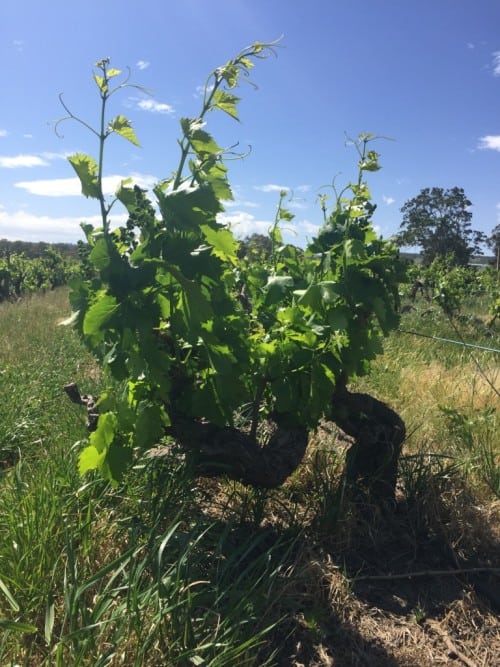 Warraminga