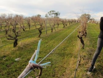 Highlights: my visit with Saltram, the Barossa