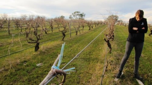Saltram Winemaker Shavaughn Wells watches her step in the Schutz vineyard, Eden Valley